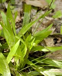 Plantainleaf sedge