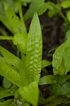 Plantainleaf sedge