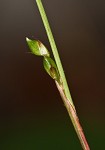 Plantainleaf sedge