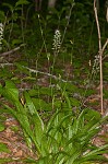 Plantainleaf sedge