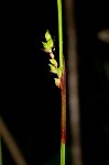 Plantainleaf sedge