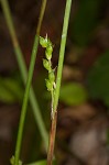 Plantainleaf sedge