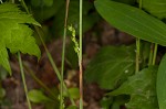 Plantainleaf sedge