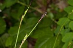 Plantainleaf sedge