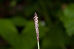 Plantainleaf sedge