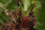 Plantainleaf sedge