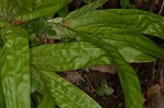 Plantainleaf sedge