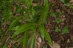 Plantainleaf sedge