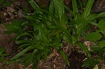 Plantainleaf sedge