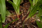 Plantainleaf sedge