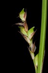 Plantainleaf sedge