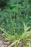 Plantainleaf sedge