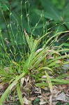 Plantainleaf sedge