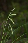 Drooping sedge