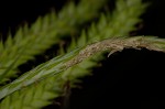 Drooping sedge