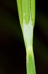 Drooping sedge