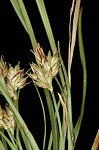 Reznicek's sedge