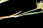 Reznicek's sedge