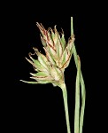 Reznicek's sedge