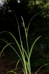 Eastern rough sedge