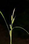 Eastern rough sedge