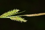 Eastern rough sedge