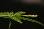 Eastern rough sedge