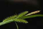 Eastern rough sedge