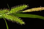 Eastern rough sedge