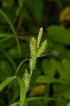 Eastern rough sedge