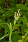 Eastern rough sedge