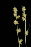 Weak stellate sedge