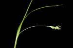 Bent sedge