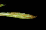 Bent sedge