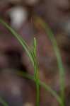 Swan's sedge