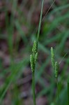 Swan's sedge