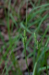 Swan's sedge