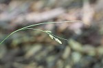 Swan's sedge