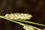 Swan's sedge