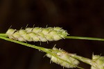 Swan's sedge