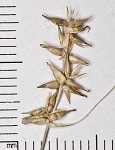 Texas sedge