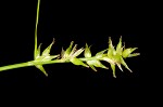 Texas sedge