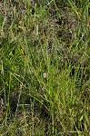 Eastern fox sedge