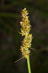 Eastern fox sedge