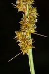 Eastern fox sedge