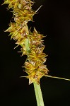 Eastern fox sedge