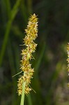 Eastern fox sedge