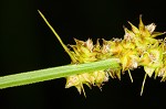 Eastern fox sedge