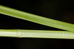 Eastern fox sedge