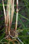 Eastern fox sedge